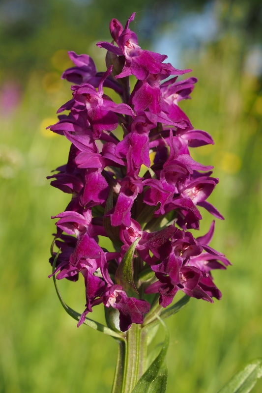 Prstnatec májový (Dactylorhiza majalis)