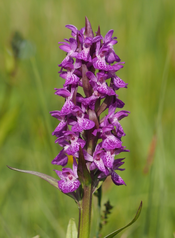 Prstnatec májový (Dactylorhiza majalis)