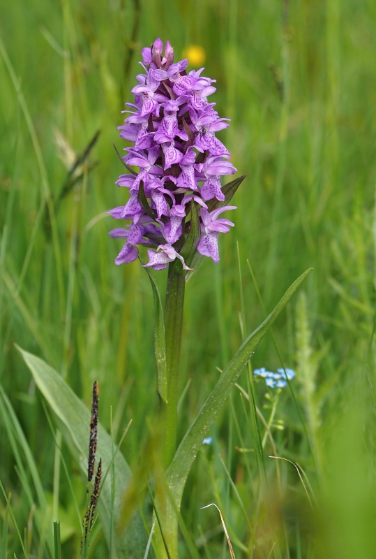 Prstnatec májový (Dactylorhiza majalis)