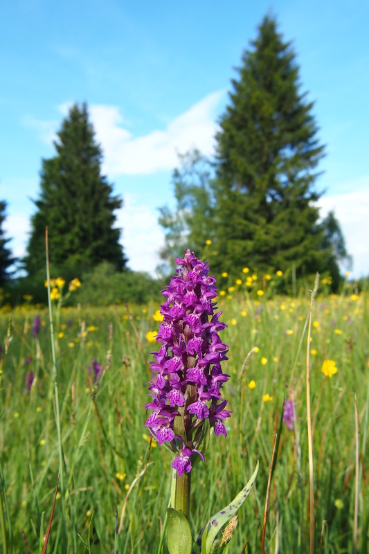 Prstnatec májový (Dactylorhiza majalis)