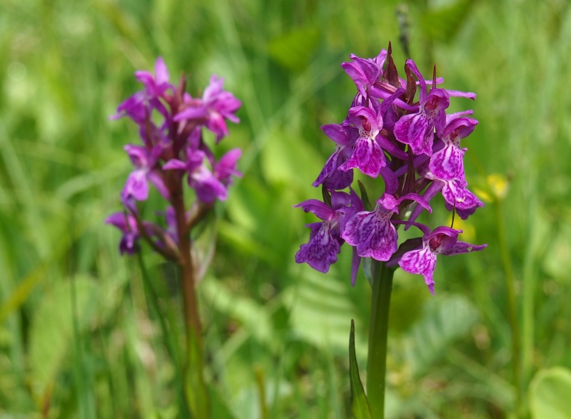 Prstnatec májový (Dactylorhiza majalis)