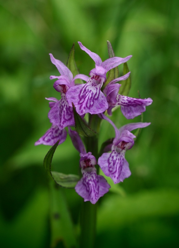 Prstnatec májový (Dactylorhiza majalis)