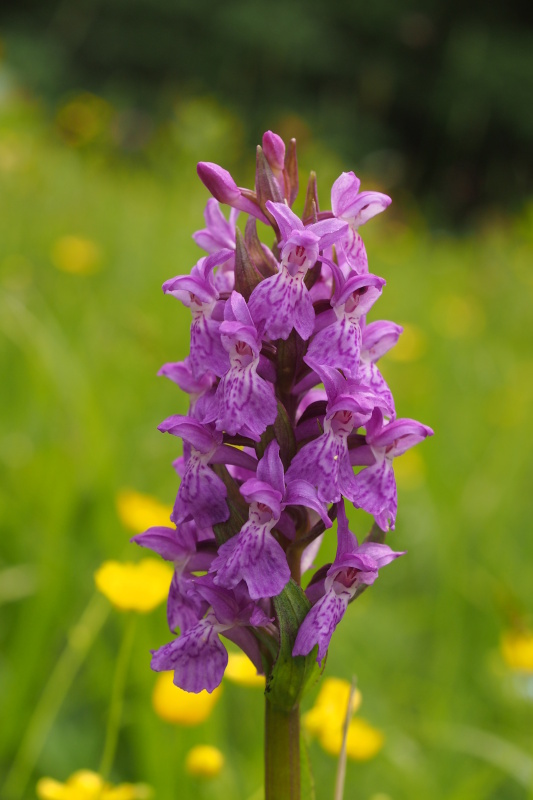 Prstnatec májový (Dactylorhiza majalis)