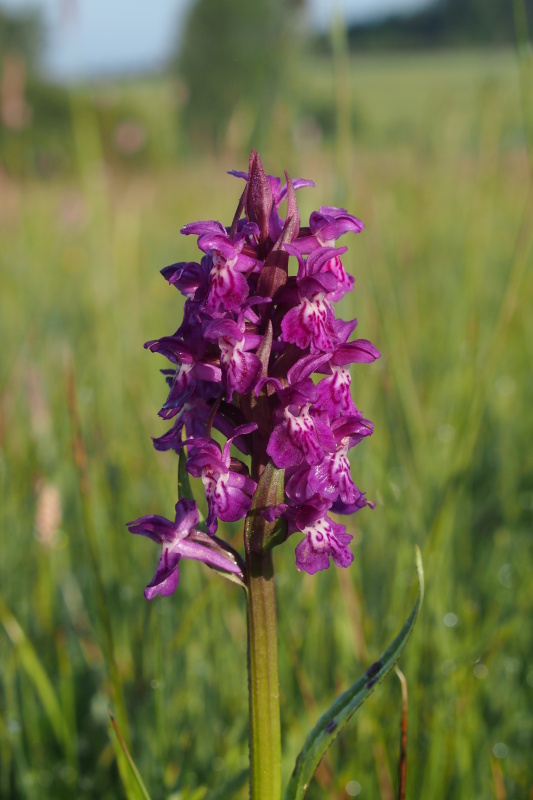 Prstnatec májový (Dactylorhiza majalis)