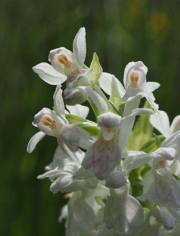 Prstnatec májový (Dactylorhiza majalis)