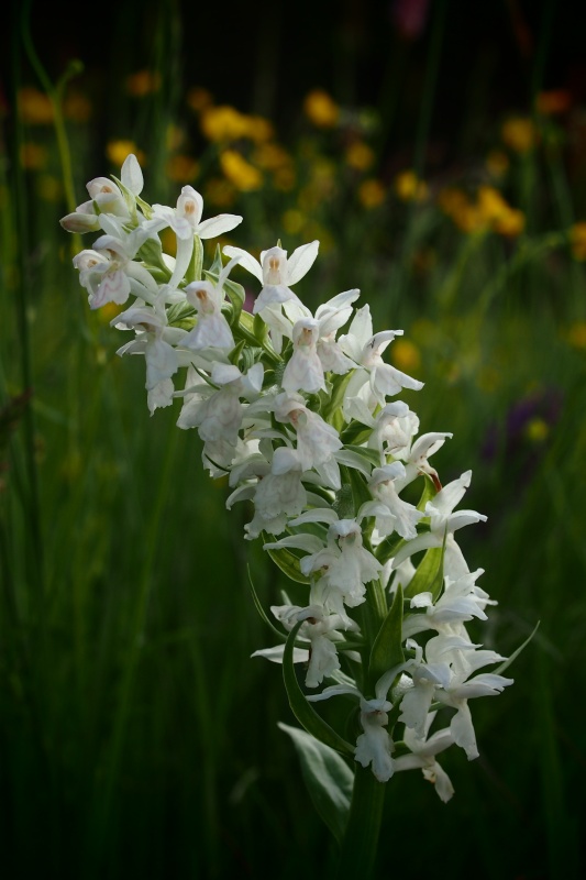 Prstnatec májový (Dactylorhiza majalis)