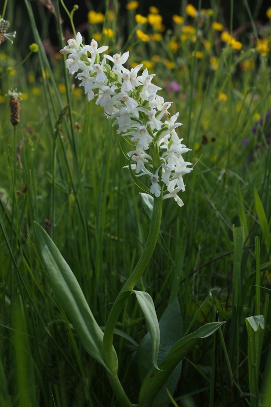 Prstnatec májový (Dactylorhiza majalis)