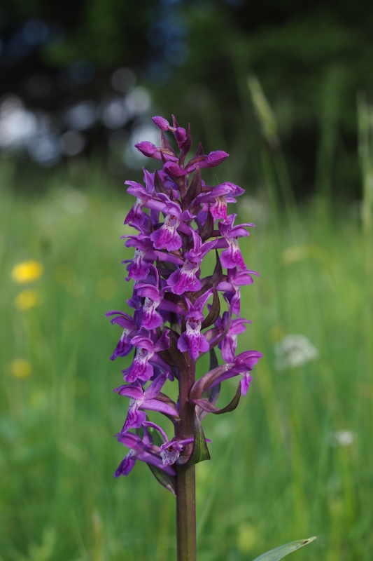 Prstnatec májový (Dactylorhiza majalis)