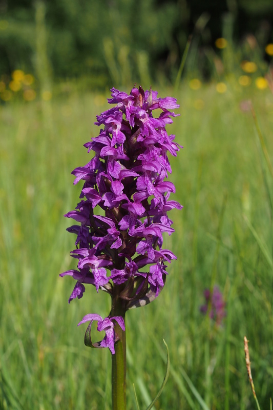 Prstnatec májový (Dactylorhiza majalis)