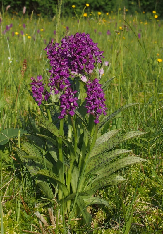 Prstnatec májový (Dactylorhiza majalis)