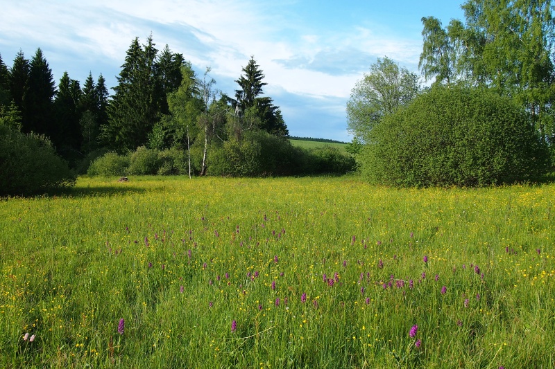 Prstnatec májový (Dactylorhiza majalis)