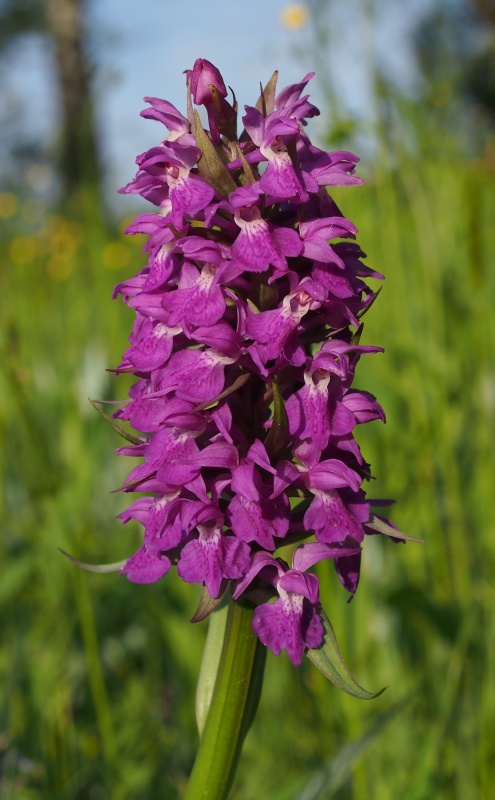 Prstnatec májový (Dactylorhiza majalis)