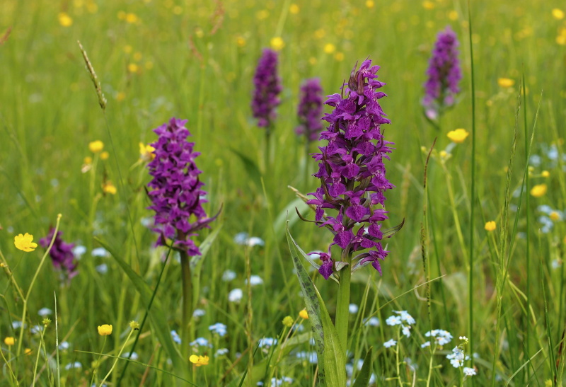 Prstnatec májový (Dactylorhiza majalis)