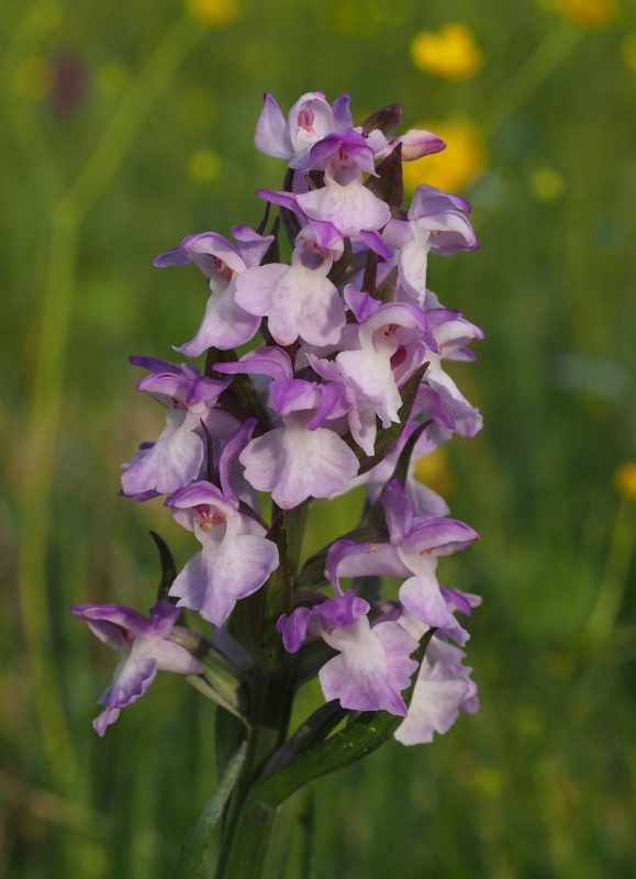 Prstnatec májový (Dactylorhiza majalis)