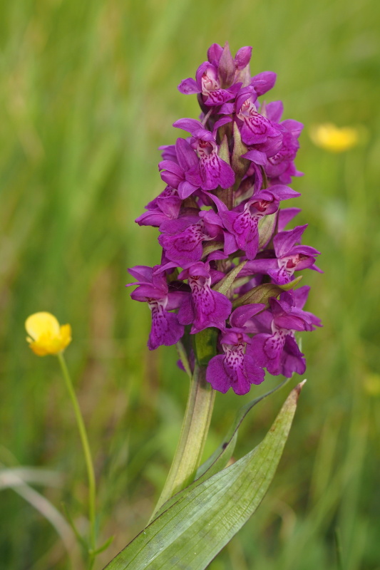 Prstnatec májový (Dactylorhiza majalis)