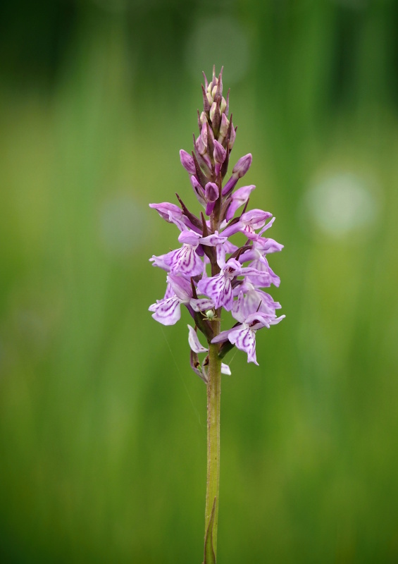 Prstnatec plamatý (Dactylorhiza maculata)