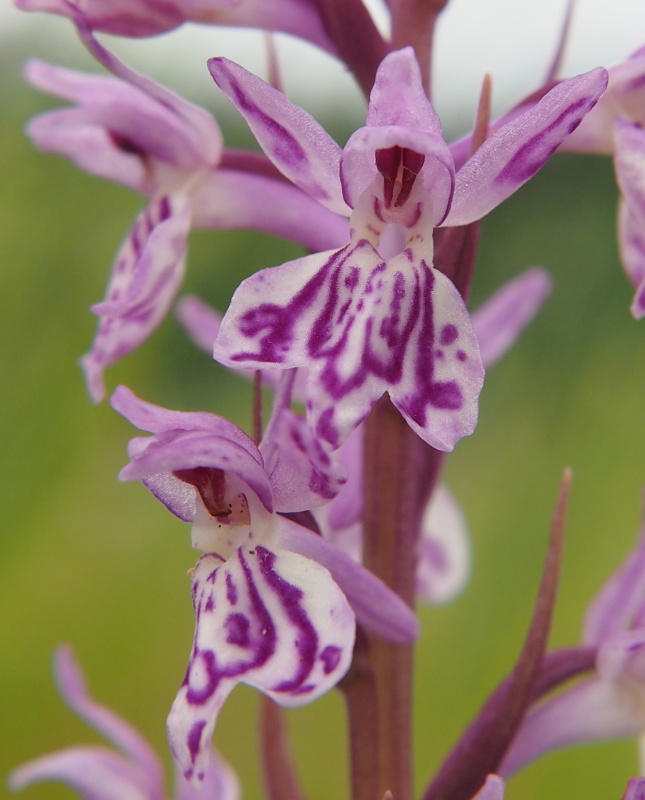 Prstnatec plamatý (Dactylorhiza maculata)