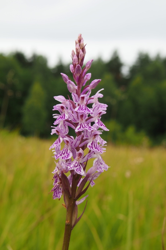 Prstnatec plamatý (Dactylorhiza maculata)