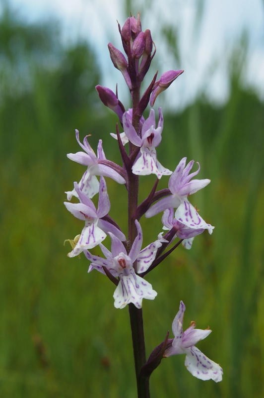 Prstnatec plamatý (Dactylorhiza maculata)