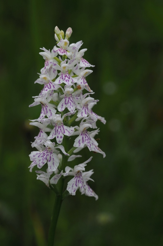 Prstnatec plamatý Soóův (Dactylorhiza maculata Soó subsp. soóana)