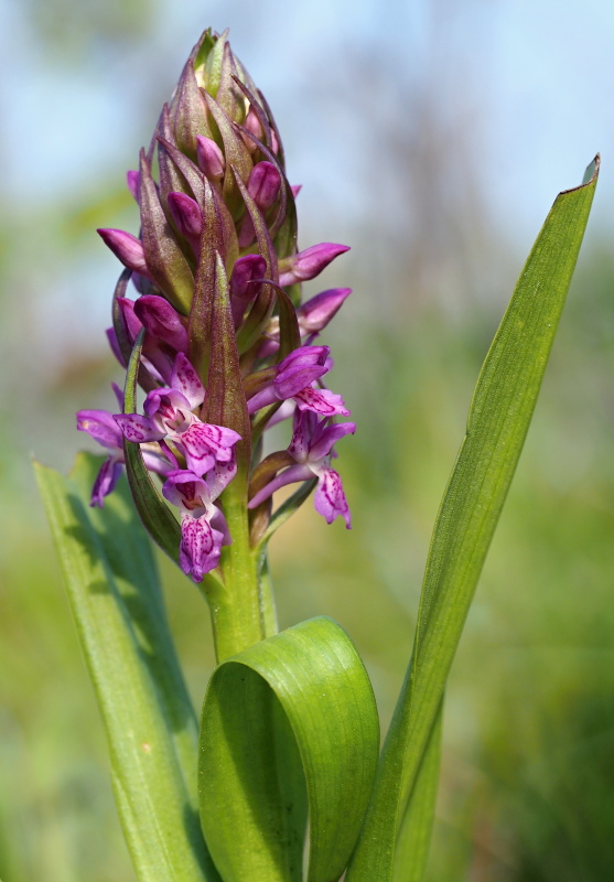 Prstnatec pleťový (Dactylorhiza Incarnata)