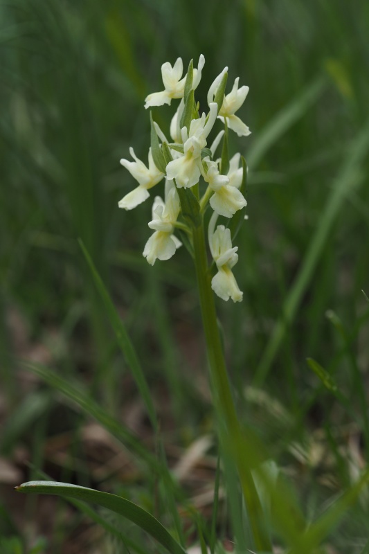 Prstnatec římský pravý (Dactylorhiza romana)