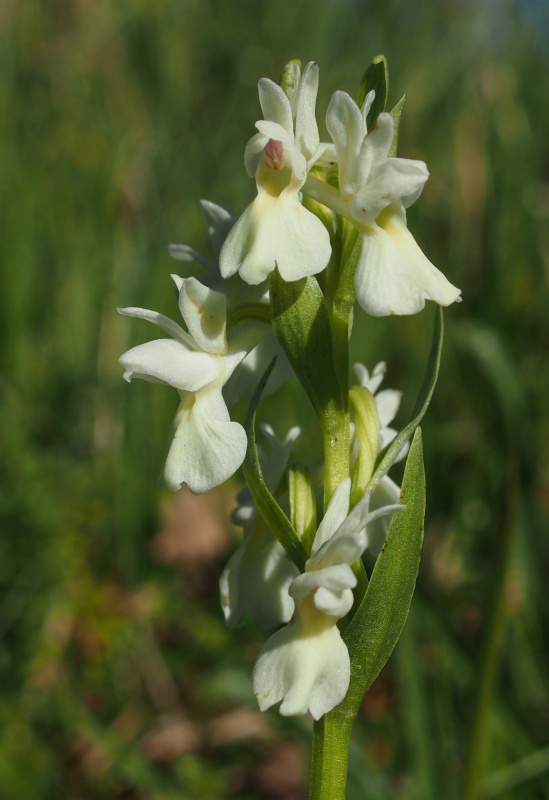 Prstnatec římský pravý (Dactylorhiza romana)