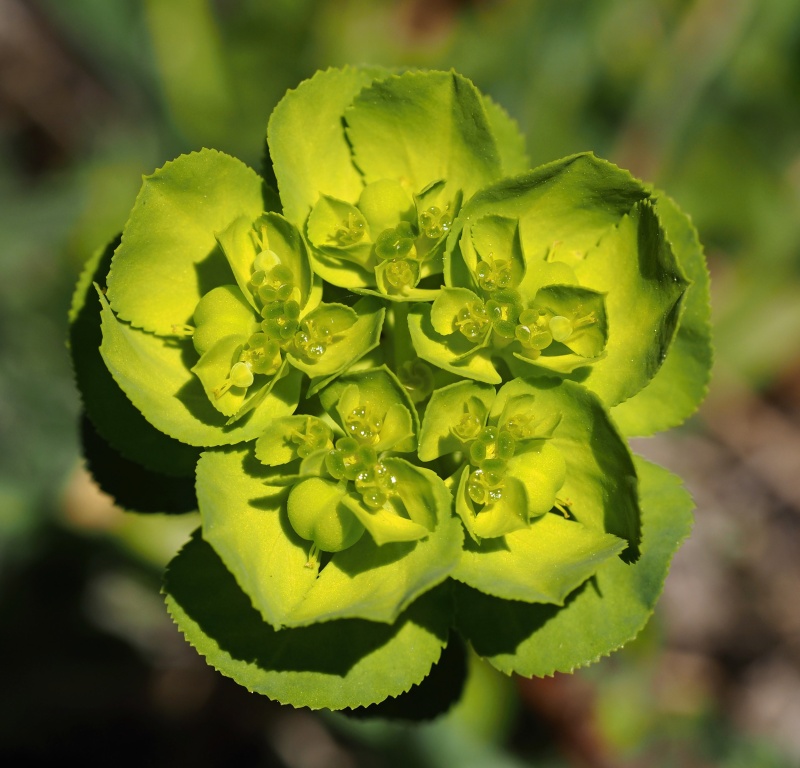 Pryšec kolovratec (Euphorbia helioscopia)