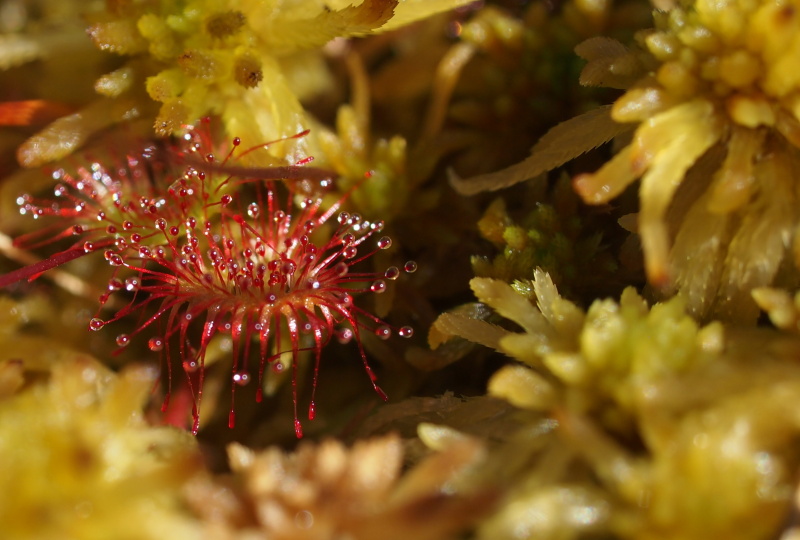 Rosnatka okrouhlolistá (Drosera rotundifolia)