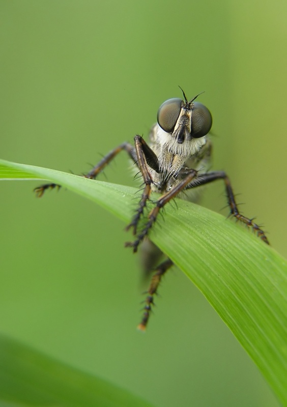 Roupec (Asilidae sp.)