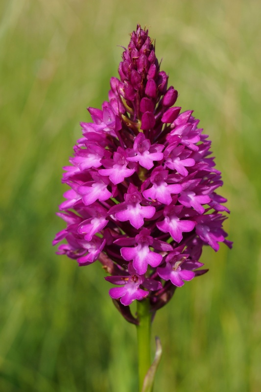 Rudohlávek jehlancovitý (Anacamptis pyramidalis)