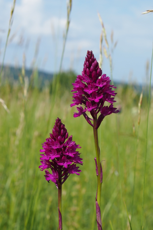 Rudohlávek jehlancovitý (Anacamptis pyramidalis)