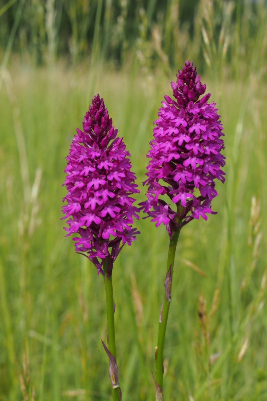 Rudohlávek jehlancovitý (Anacamptis pyramidalis)