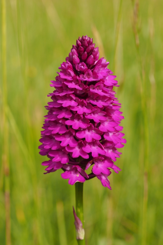 Rudohlávek jehlancovitý (Anacamptis pyramidalis)