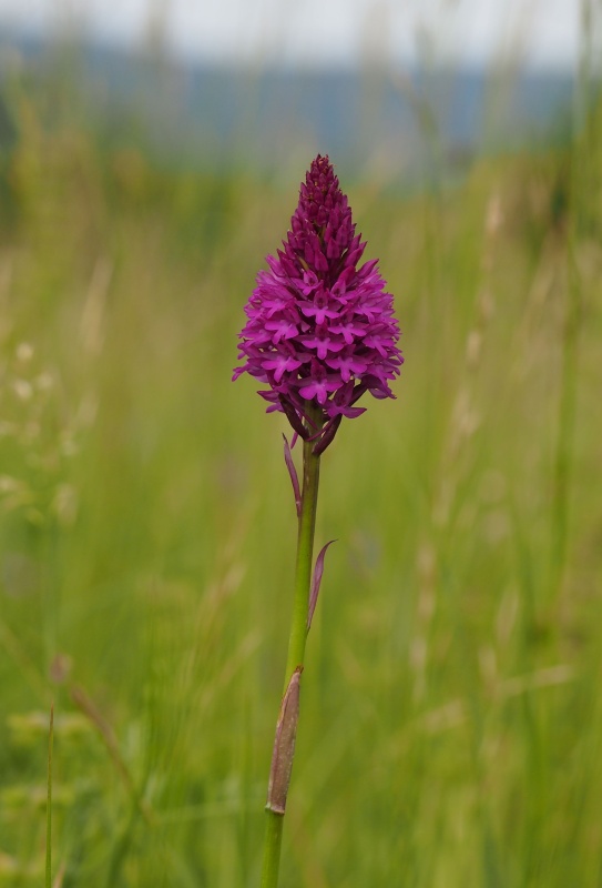 Rudohlávek jehlancovitý (Anacamptis pyramidalis)