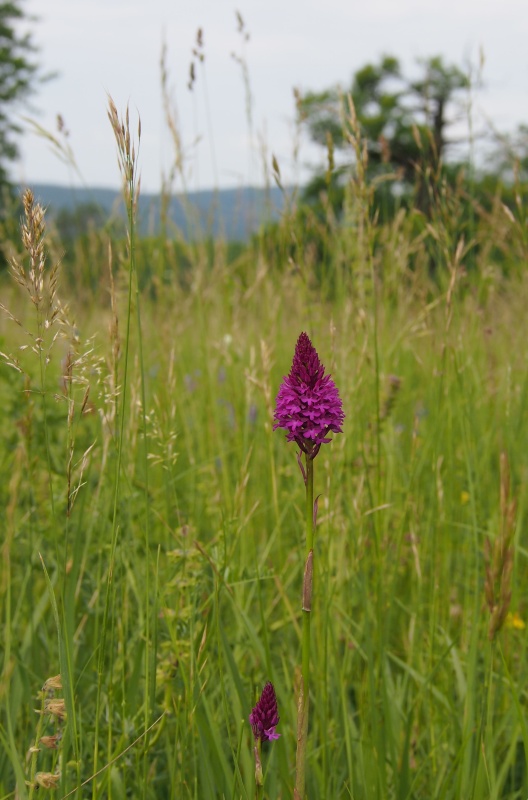 Rudohlávek jehlancovitý (Anacamptis pyramidalis)