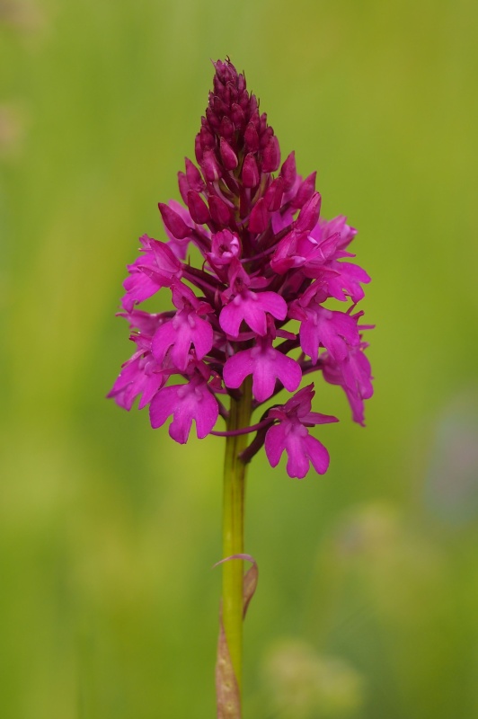 Rudohlávek jehlancovitý (Anacamptis pyramidalis)