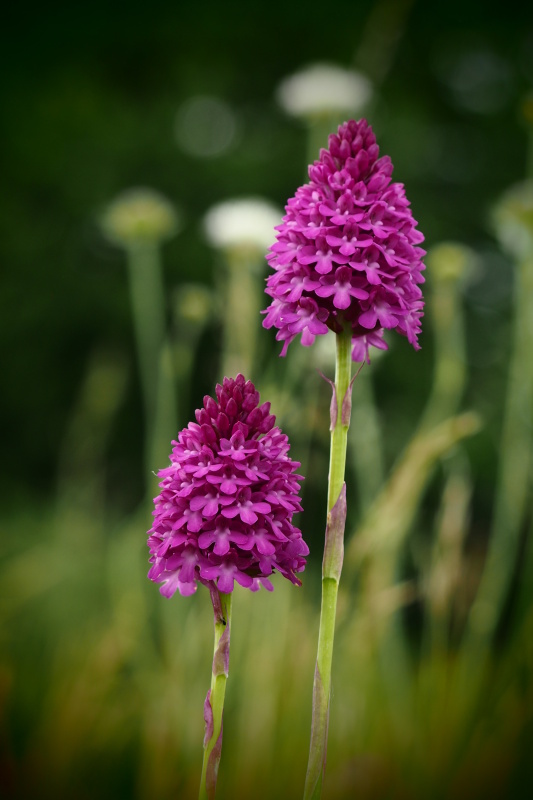 Rudohlávek jehlancovitý (Anacamptis pyramidalis)