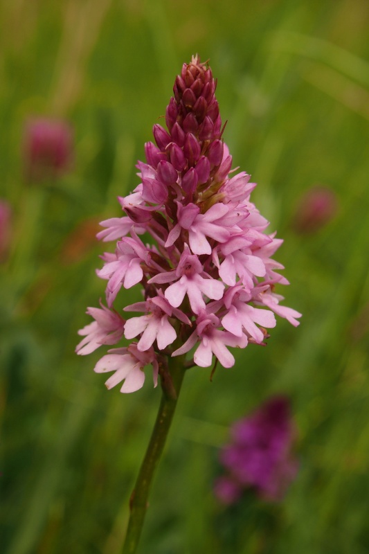 Rudohlávek jehlancovitý (Anacamptis pyramidalis)