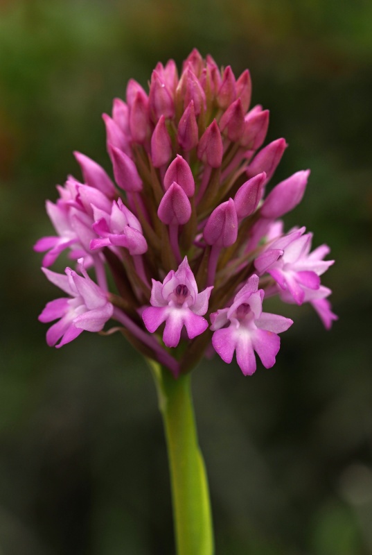 Rudohlávek jehlancovitý (Anacamptis pyramidalis)