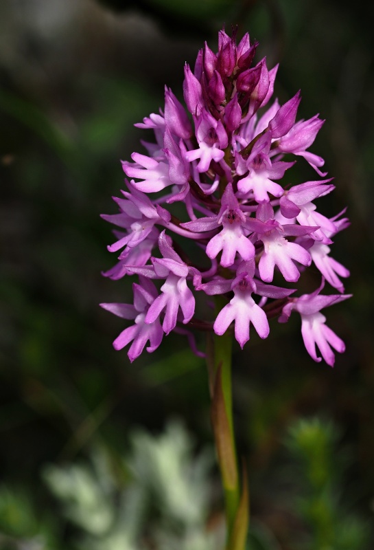 Rudohlávek jehlancovitý (Anacamptis pyramidalis)