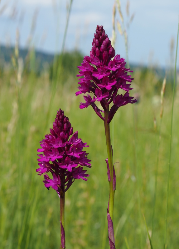 Rudohlávek jehlancovitý (Anacamptis pyramidalis)