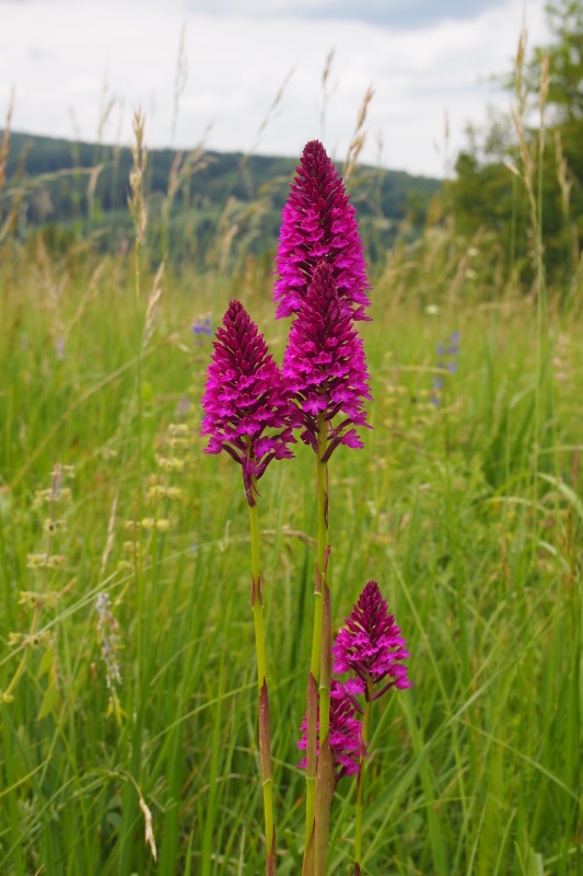 Rudohlávek jehlancovitý (Anacamptis pyramidalis)