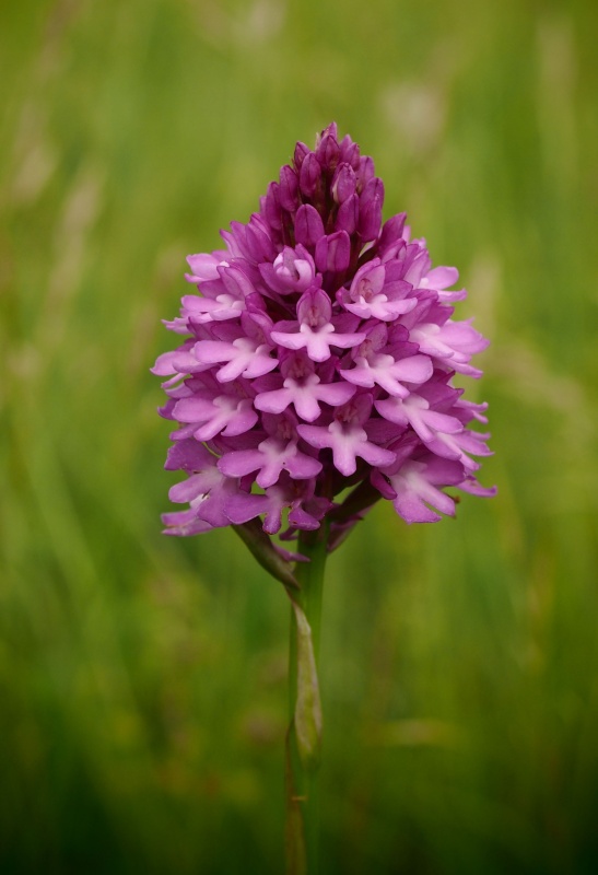 Rudohlávek jehlancovitý (Anacamptis pyramidalis)