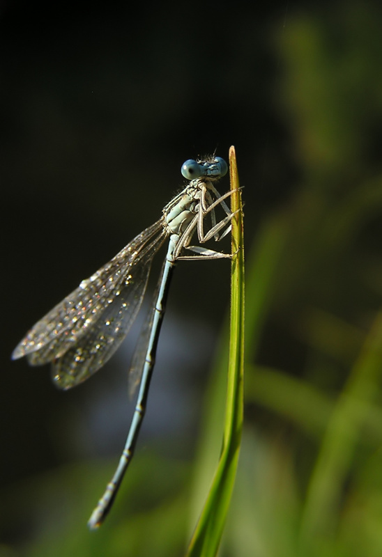 Šidélko brvonohé (Platycnemis pennipes)