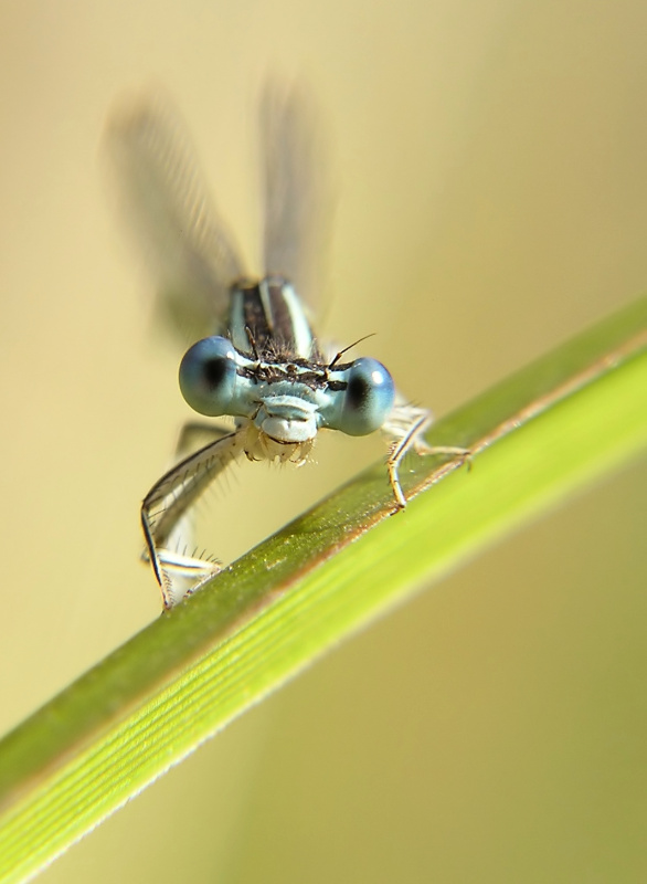 Šidélko brvonohé (Platycnemis pennipes)