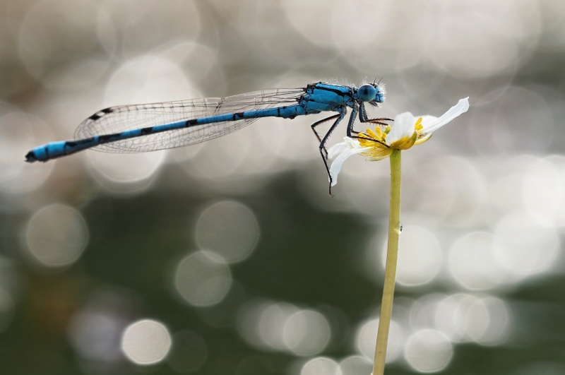 Šidélko páskované (Coenagrion puella)