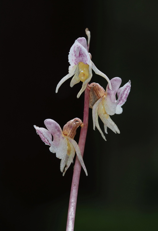 Sklenobýl bezlistý (Epipogium aphyllum)