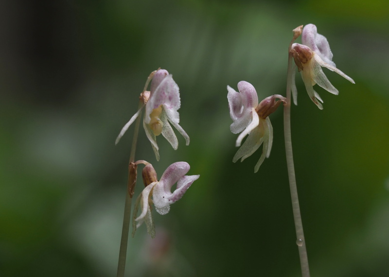 Sklenobýl bezlistý (Epipogium aphyllum)