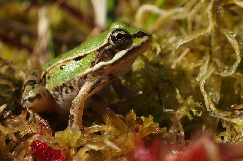 Skokan zelený (Pelophylax esculentus)